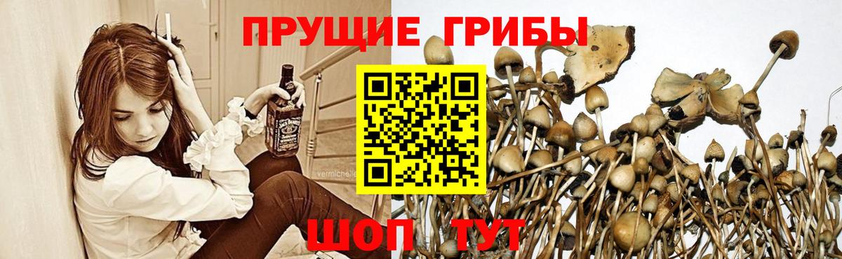 Жуковский  Галлюциногенные грибы Psilocybe  Вход с VPN 